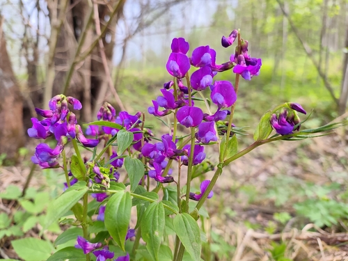 spring vetch