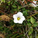 Nierembergia spathulata - Photo (c) Rob Westerduijn, algunos derechos reservados (CC BY-NC), subido por Rob Westerduijn