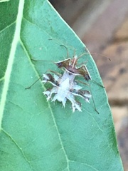 Pephricus paradoxus