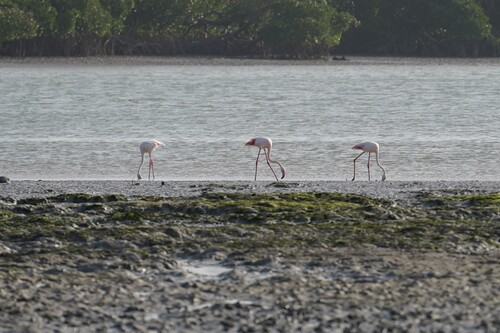 Greater flamingos