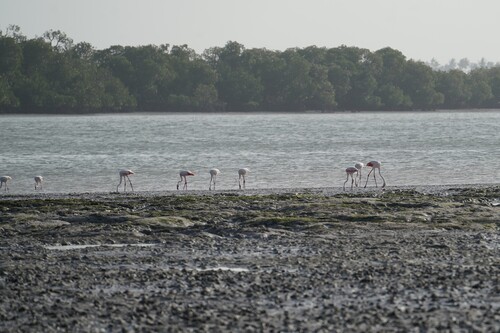 Greater Flamingo