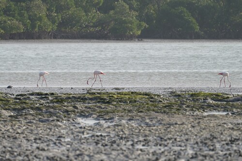 Greater Flamingo