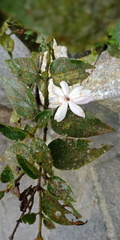Jasminum dichotomum