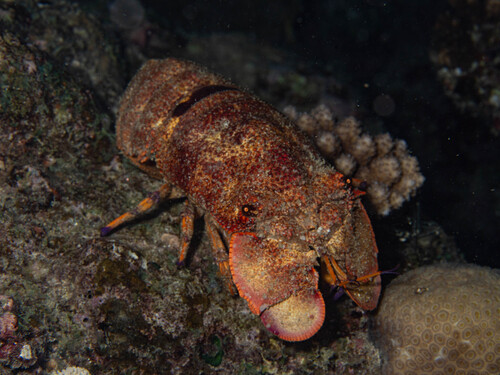 Scyllarides squammosus observed 2026-05-14