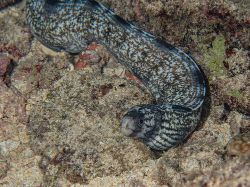 Gymnothorax enigmaticus observed 2026-05-14