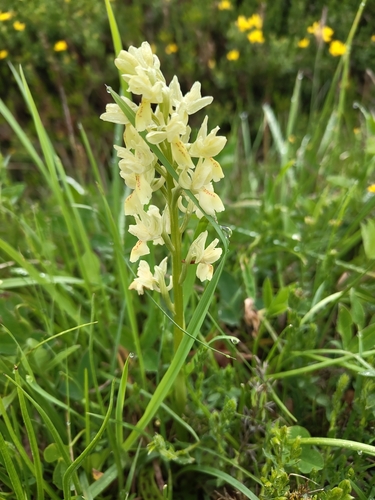 Orchis provincialis, photograph 4