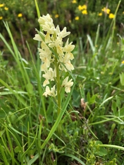 Orchis provincialis, photograph author not stated, no rights reserved