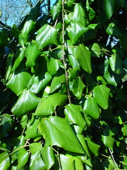 Hedera colchica