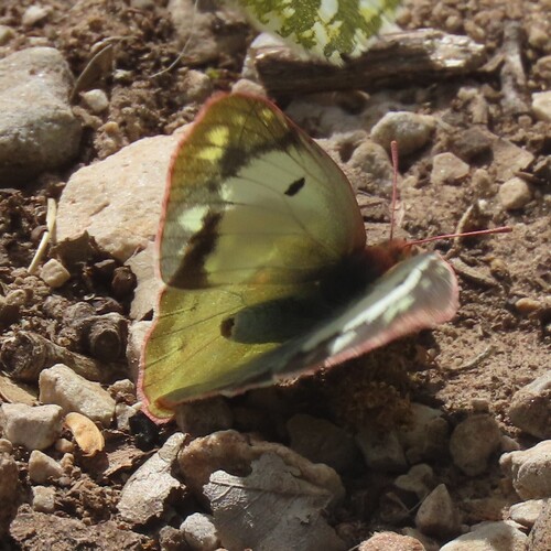 Clouded Yellow