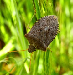 Euschistus conspersus