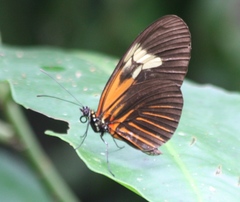 Heliconiini