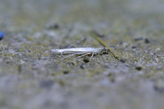 Stegommata sulfuratella