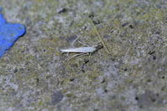 Stegommata sulfuratella