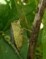 Euschistus conspersus