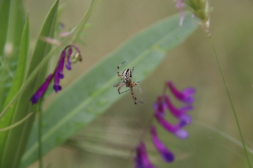 Bordered Orbweaver