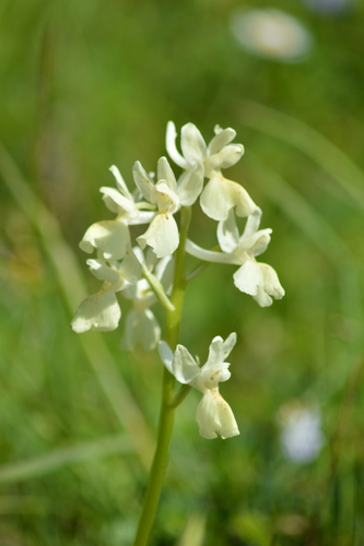 Orchis provincialis, photograph 3