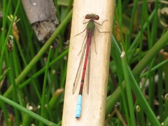 Oxyallagma dissidens