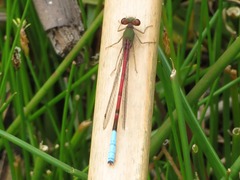 Oxyallagma dissidens