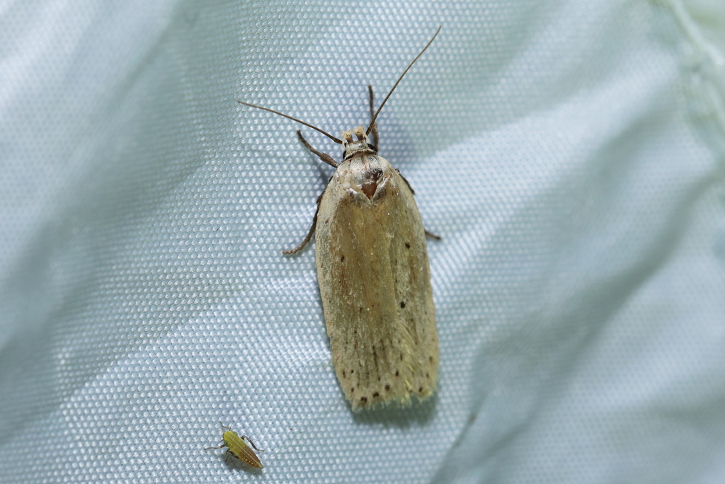 Pale Flat-body