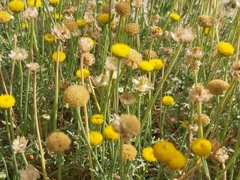 Aaronsohnia factorovskyi