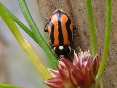 Eriopis nobilis