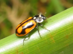 Eriopis nobilis
