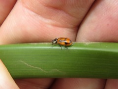 Eriopis nobilis