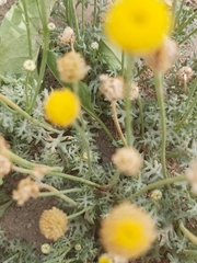 Aaronsohnia factorovskyi