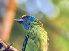 Psilopogon flavifrons