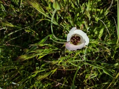 Calochortus catalinae