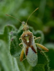 Harmostes angustatus