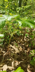 Podophyllum peltatum