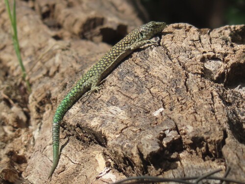 Moroccan Rock Lizard