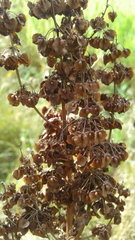 Rumex confertus