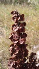 Rumex confertus