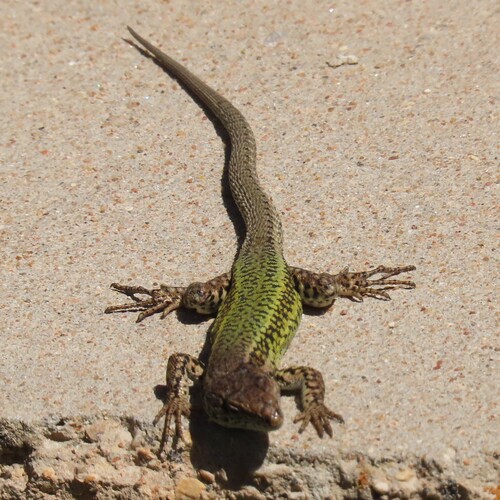 Andalusian wall lizard