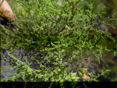 Pelargonium denticulatum