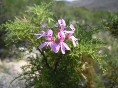 Pelargonium denticulatum