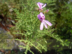 Pelargonium denticulatum