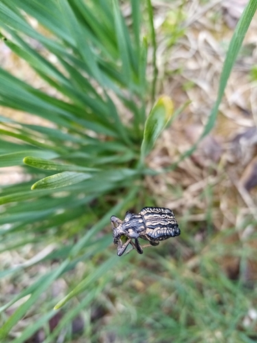Garlic weevil