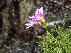 Pelargonium denticulatum