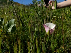 Calochortus catalinae