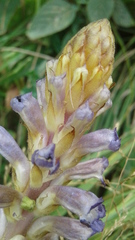 Orobanche grenieri