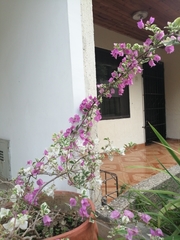 Magnoliopsida