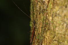Pseudophasmatidae