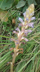 Orobanche grenieri