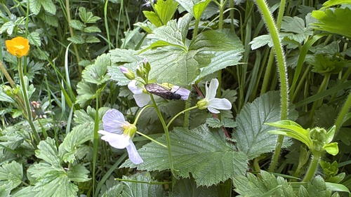 Holarctic Alderflies