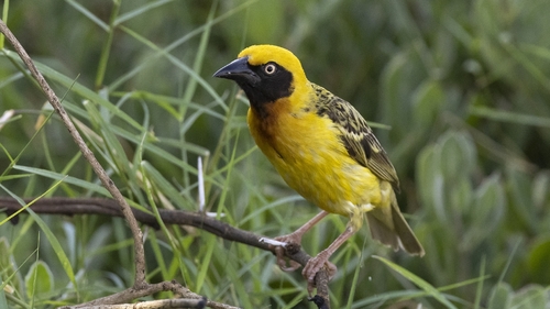 Speke's Weaver (Ploceus spekei), photo 10