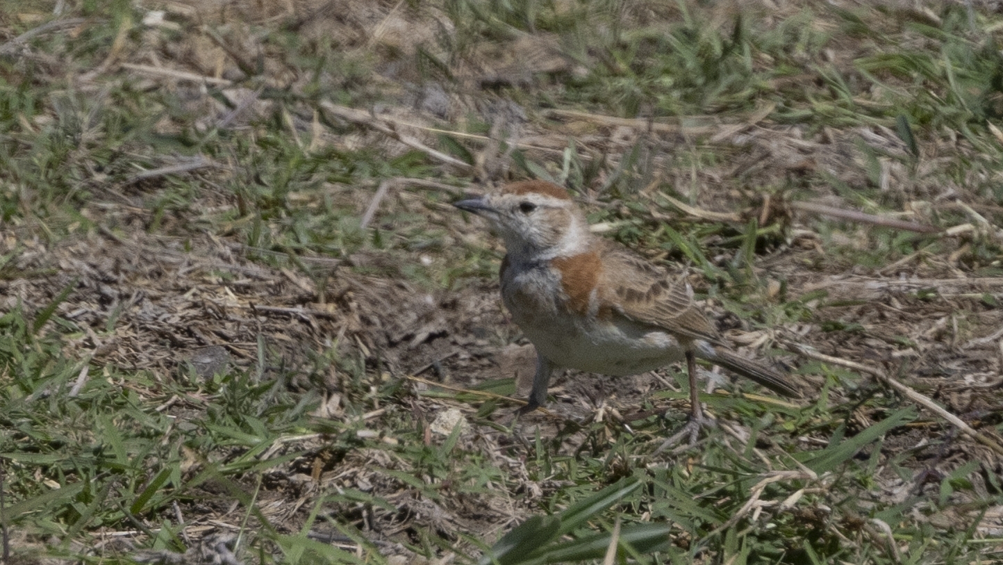 Red-capped Lark (Calandrella cinerea), photo 9