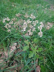 Heracleum sphondylium